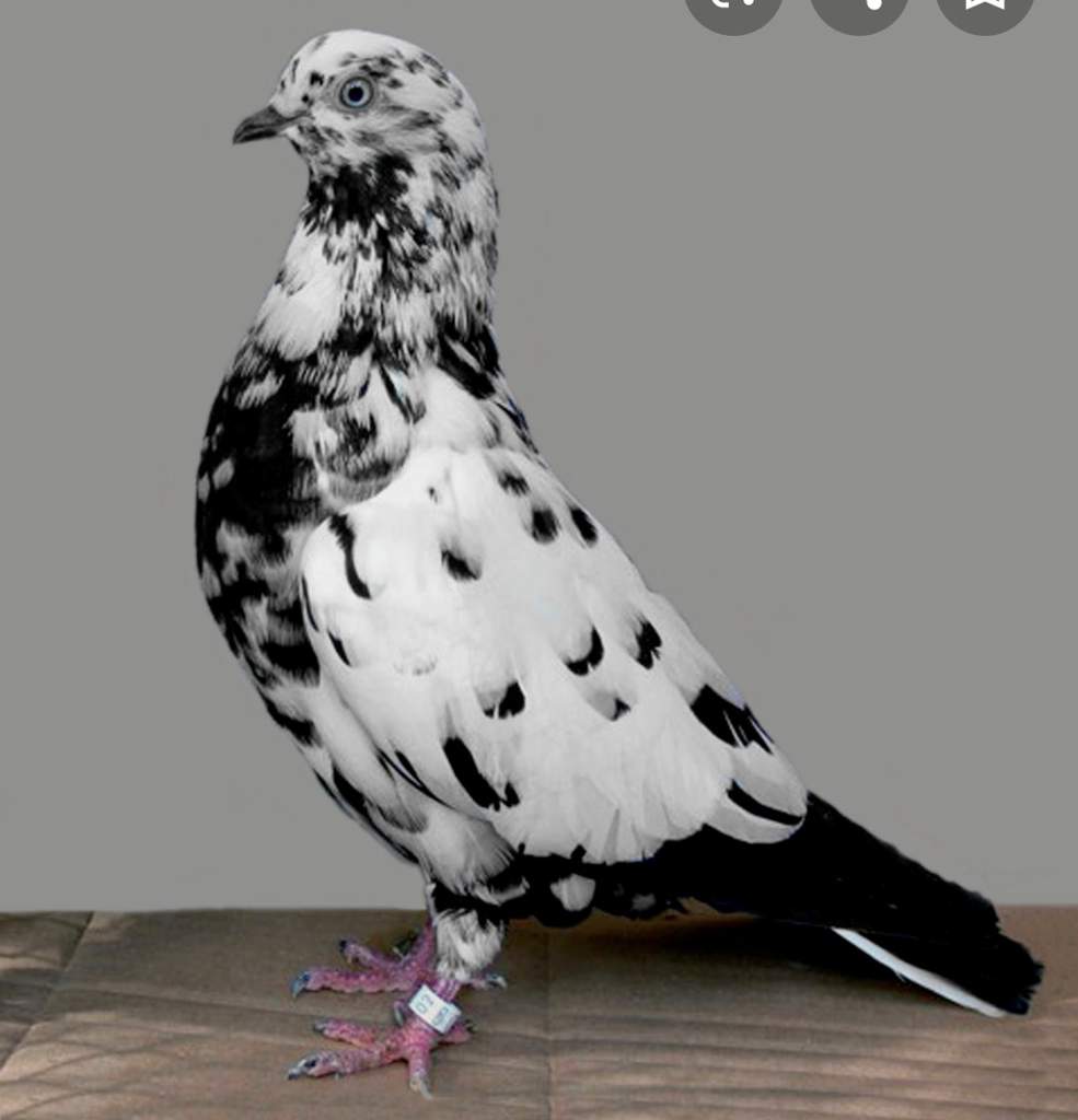 top-10-crazy-pigeon-breeds-pet-pigeons-amino-amino