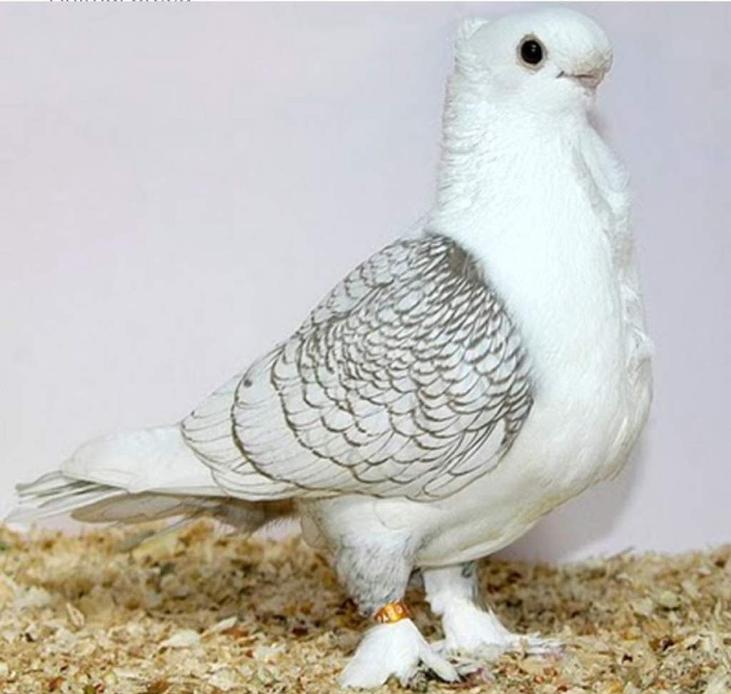 Top 10 crazy pigeon breeds | Pet Pigeons Amino Amino