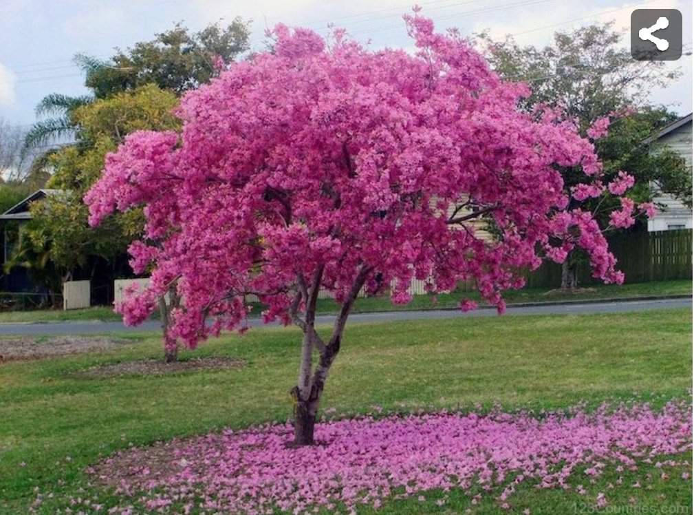 el-lapacho-naturaleza-amino-amino