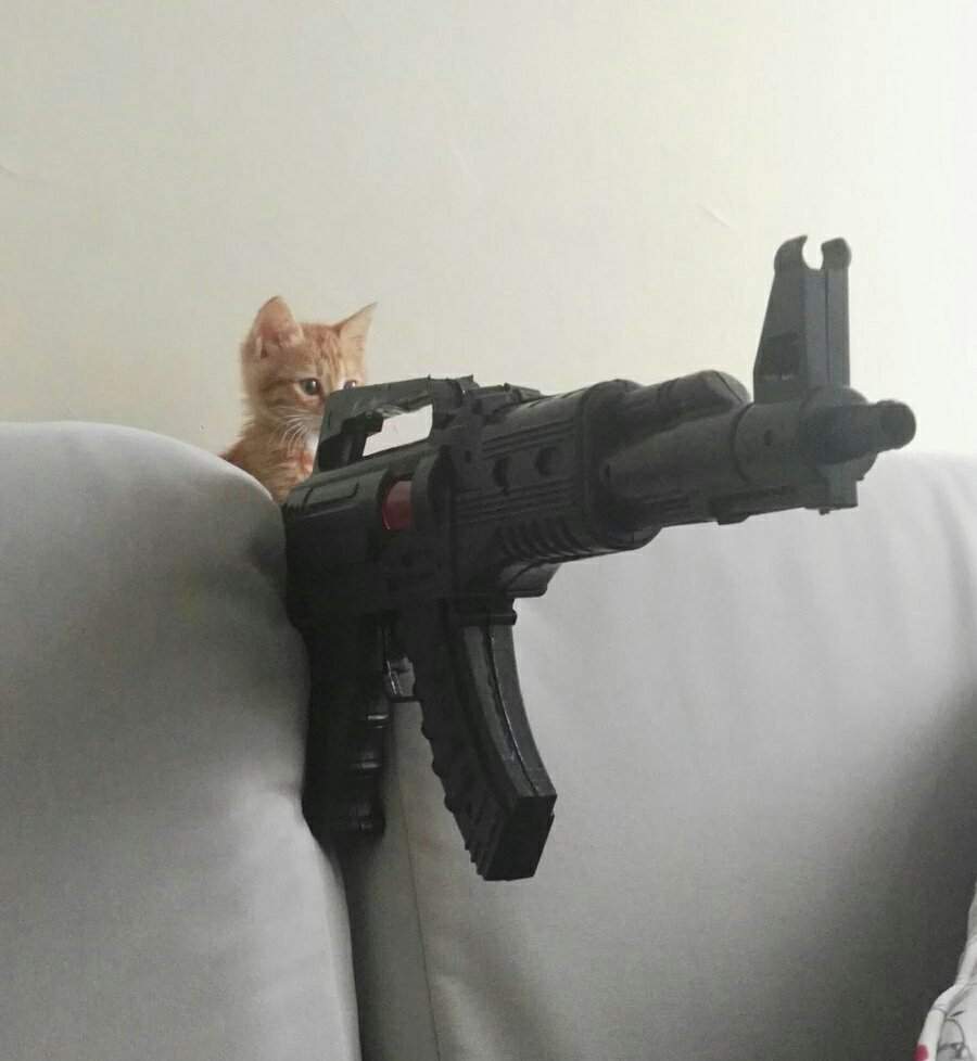 Котенок с пистолетом