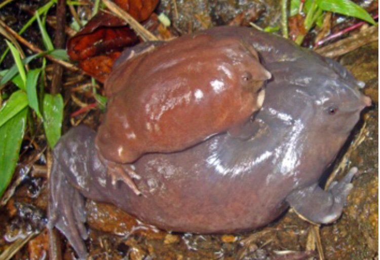 The Pig Nosed Purple Frog | Wiki | Animal Amino🐾 Amino