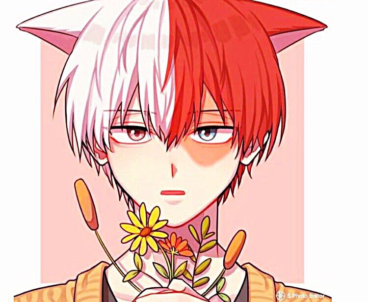 Shoto Todoroki ( Neko | My Hero Academia Amino