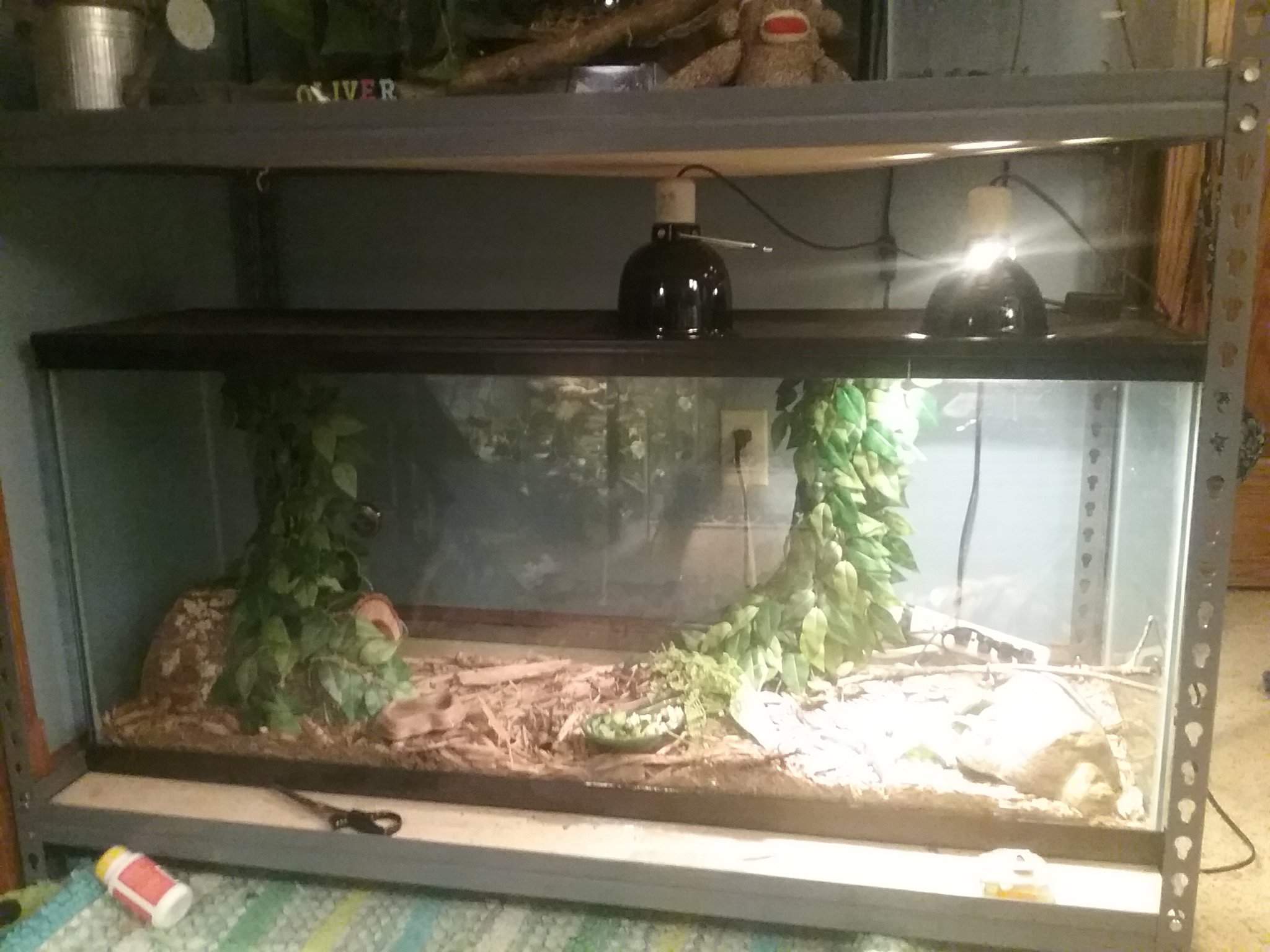 What else should I add to my baby BTS terrarium? | Reptiles Amino