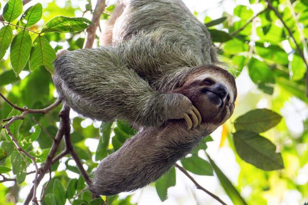 Basics about pale-throated sloth | LGBT+ Amino