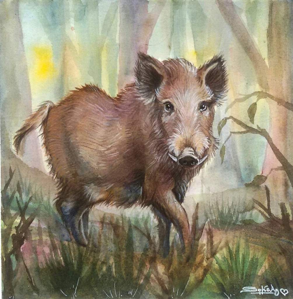 Wild boar | Art Amino