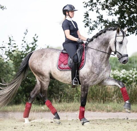 Why Flatwork Is Important | Equestrian Amino