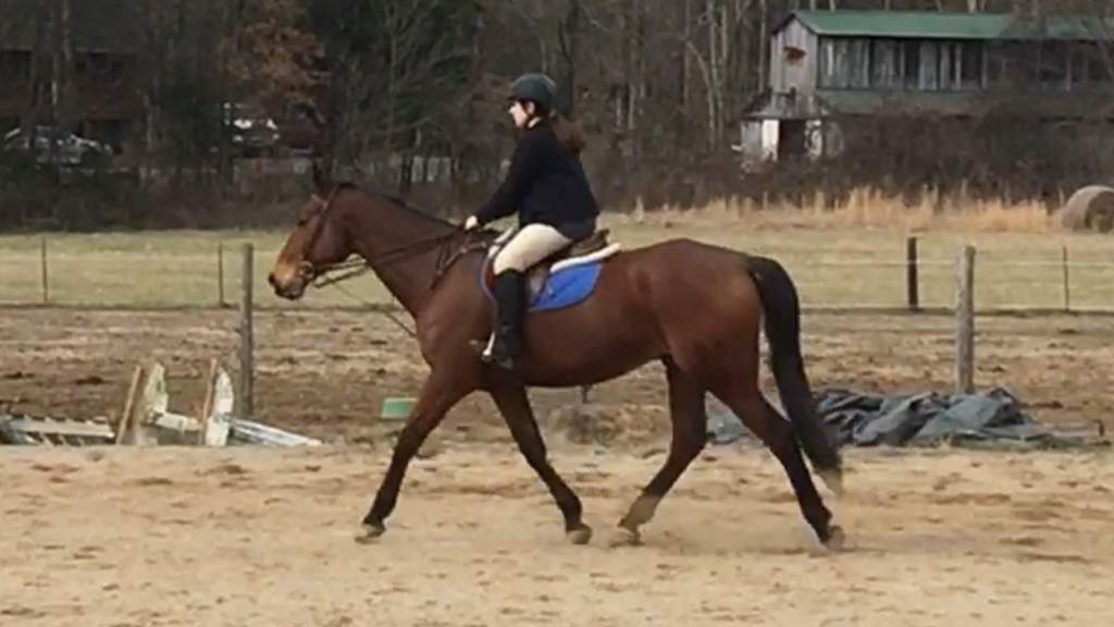 𝓣𝓱𝓮 𝓢𝓽𝓪𝓷𝓭𝓲𝓷𝓰 𝓿𝓼. 𝓡𝓾𝓷𝓷𝓲𝓷𝓰 𝓜𝓪𝓻𝓽𝓲𝓷𝓰𝓪𝓵𝓮 Equestrian Amino