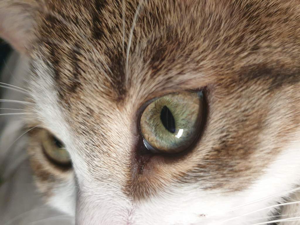 Fun times Cats Amino