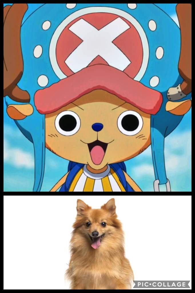one pιece aѕ dog вreedѕ a тнread One Piece Amino