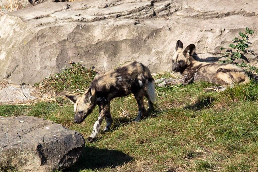 Yorkshire wildlife park | Photography Amino