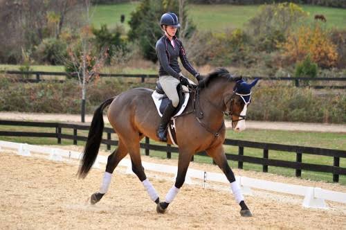 Why Flatwork Is Important | Equestrian Amino