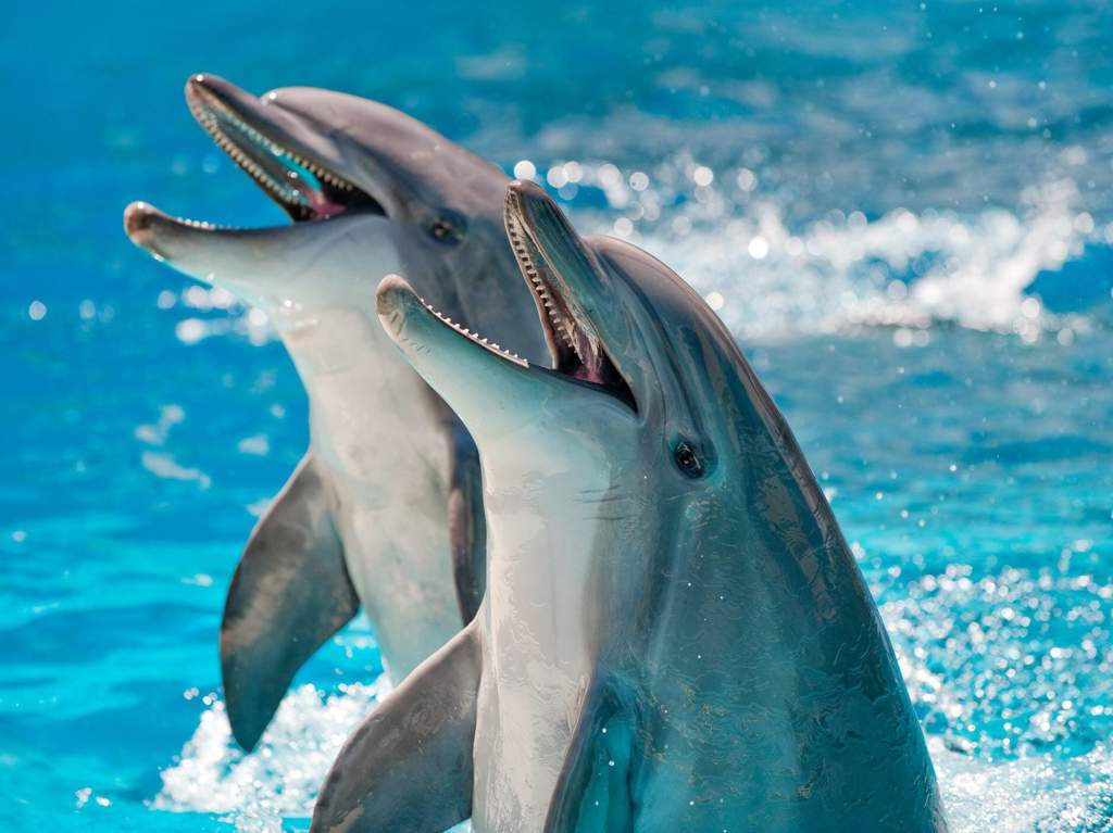 Fart facts of the animal kingdom : Dolphins | Science Amino