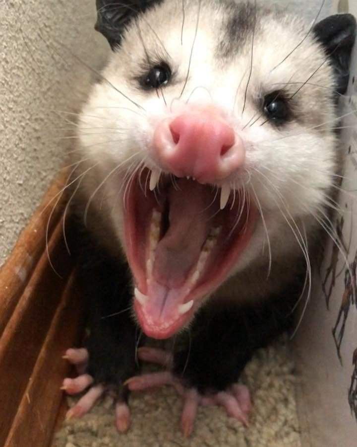 angry possum