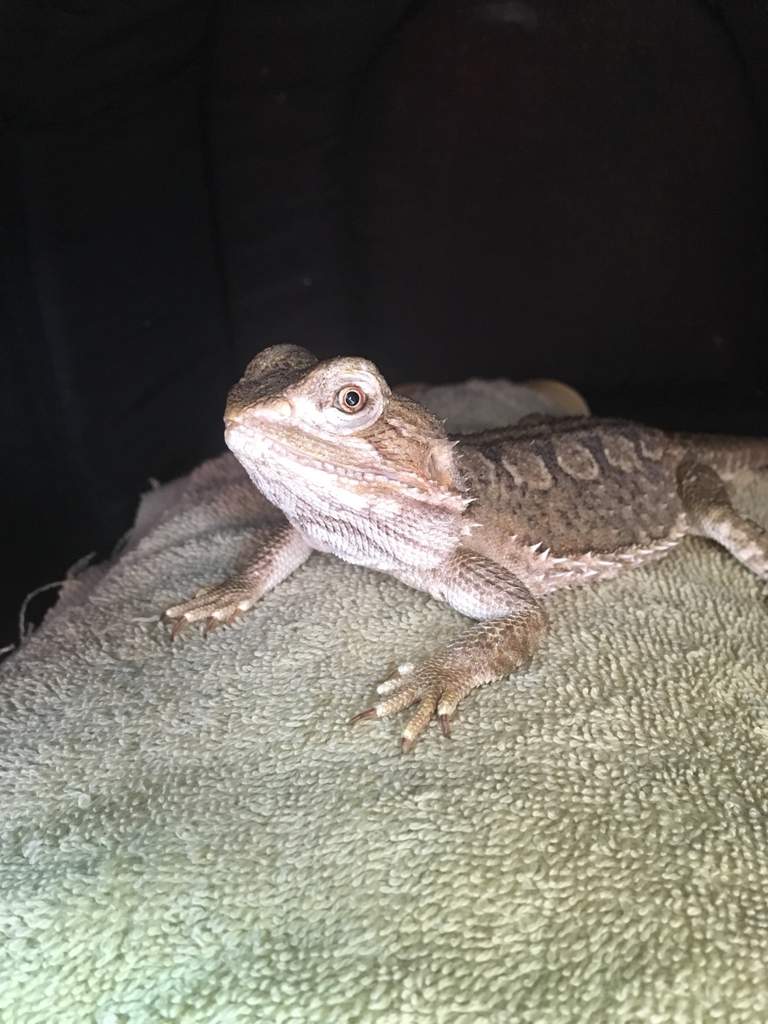 rankins-dragon-care-guide-wiki-reptiles-amino