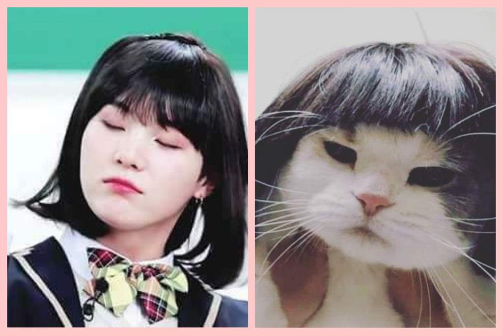 Times when Yoongi resembled cats | ARMY's Amino