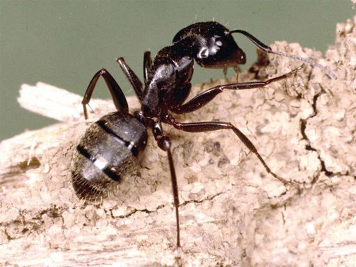 Black Carpenter Ants | Wiki | Reptiles Amino