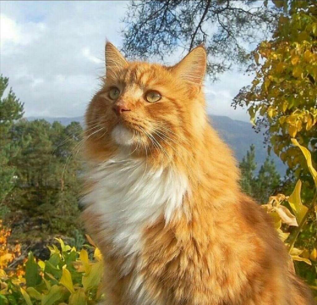 Сибирская кошка оранжевая