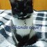 amino-Gatinha Fofa Meown-6e9d6c18