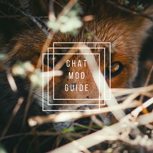 Chat Moderation Guide Pagans Witches Amino