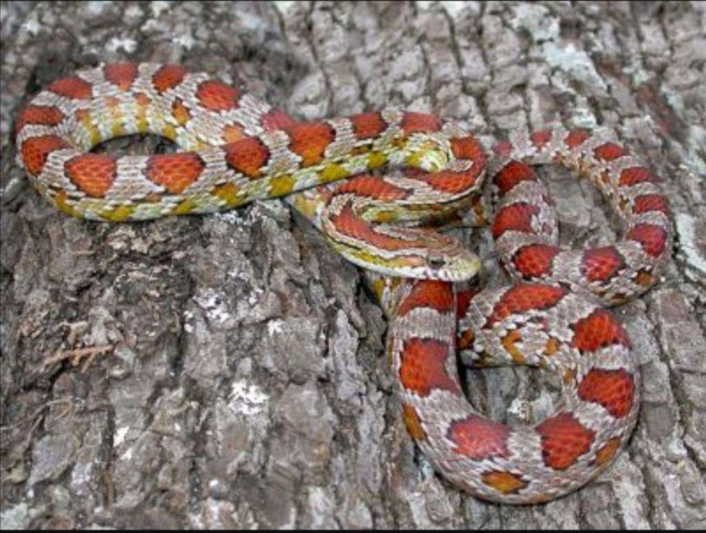 Corn Snake Care Guide | Wiki | Reptiles Amino