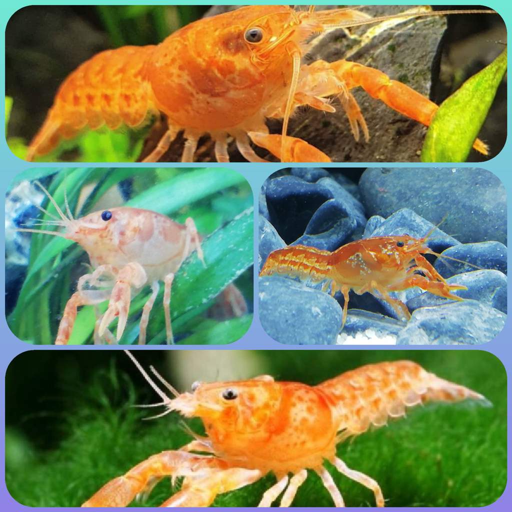 My aquatic pets! | Wiki | Pets Amino