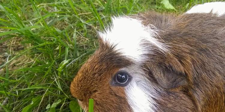 minecraft guinea pig