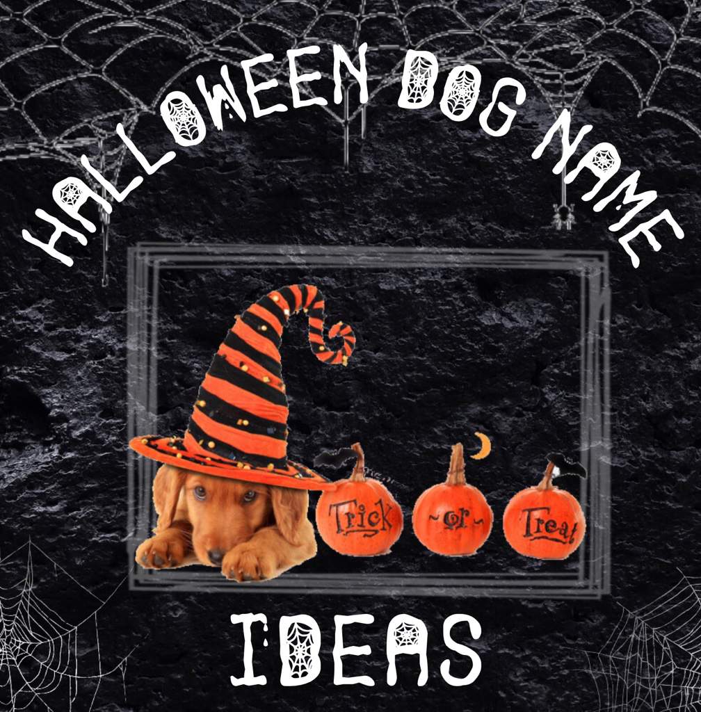 halloween-dog-name-ideas-pets-amino