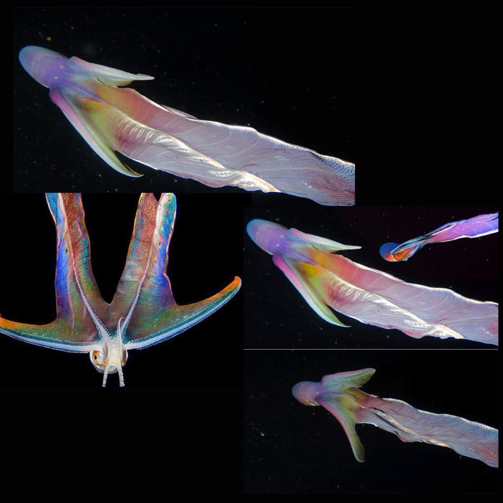 Jij: Rainbow Blanket Octopus & Caracal | AJ Amino Amino