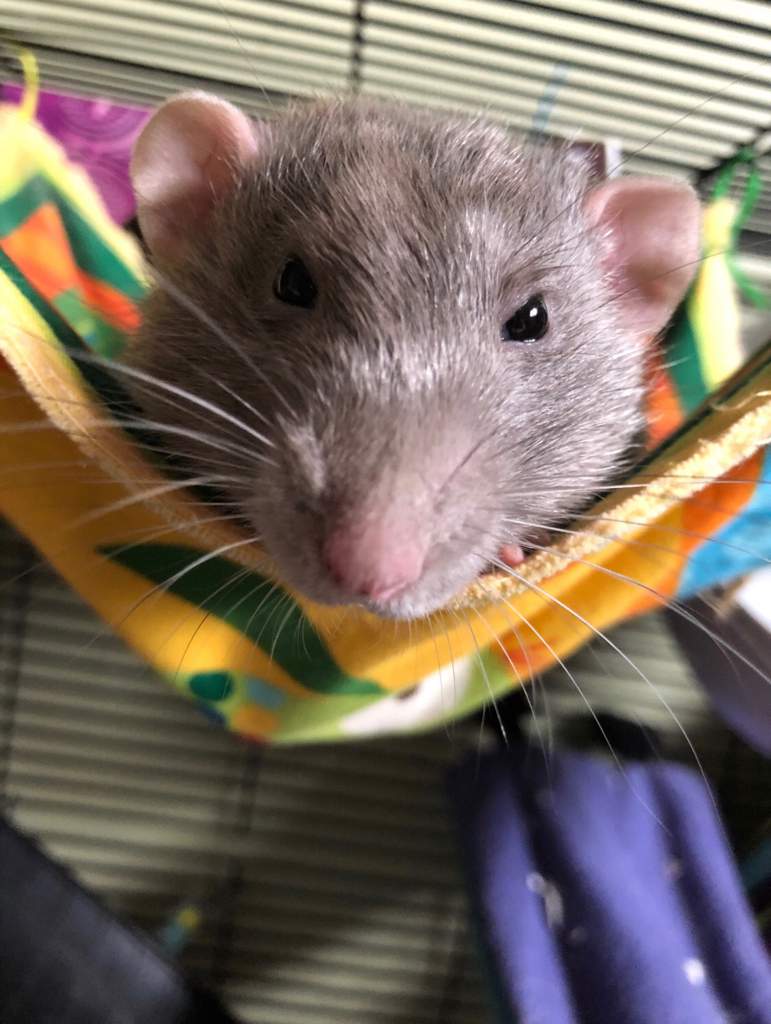 Toast | Pet Rats🐀 Amino