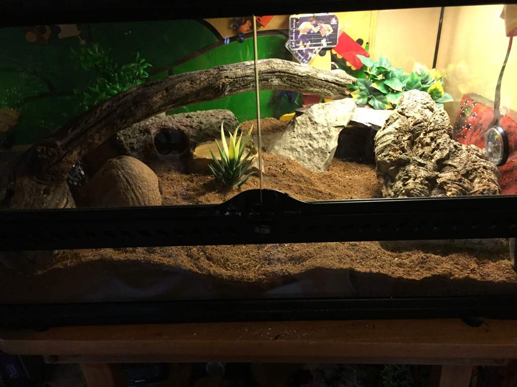 Is this setup ok and what would be the best way to fatten up a gecko ...