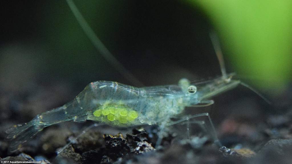 Ghost Shrimp | Wiki | Fishkeepers Amino Amino