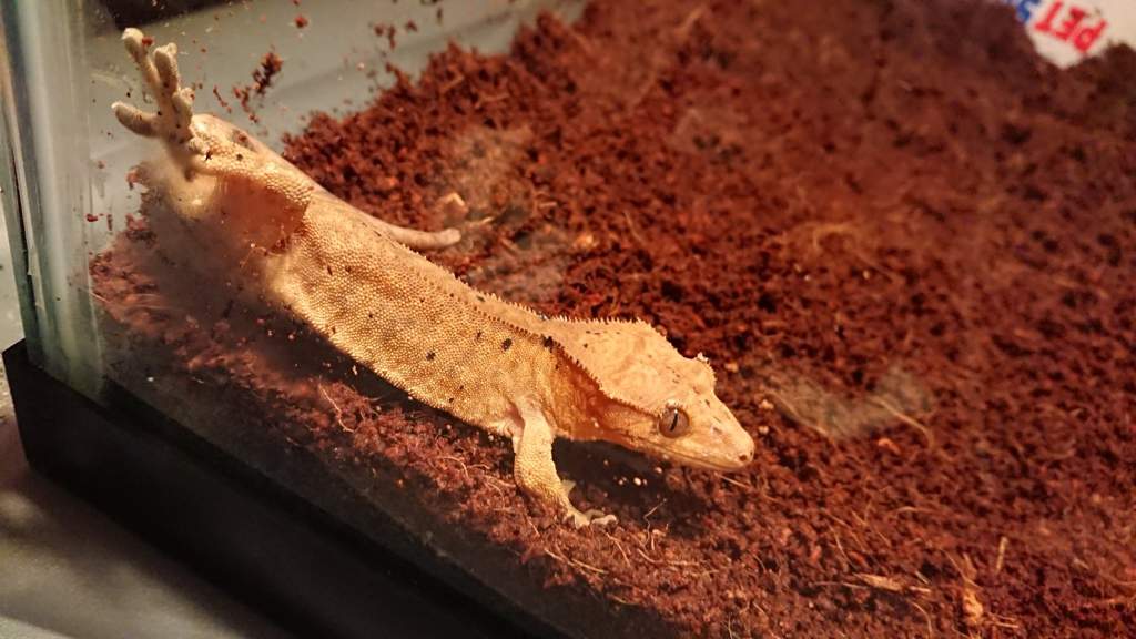 What's the best substrate for a adult crested gecko? Herps and