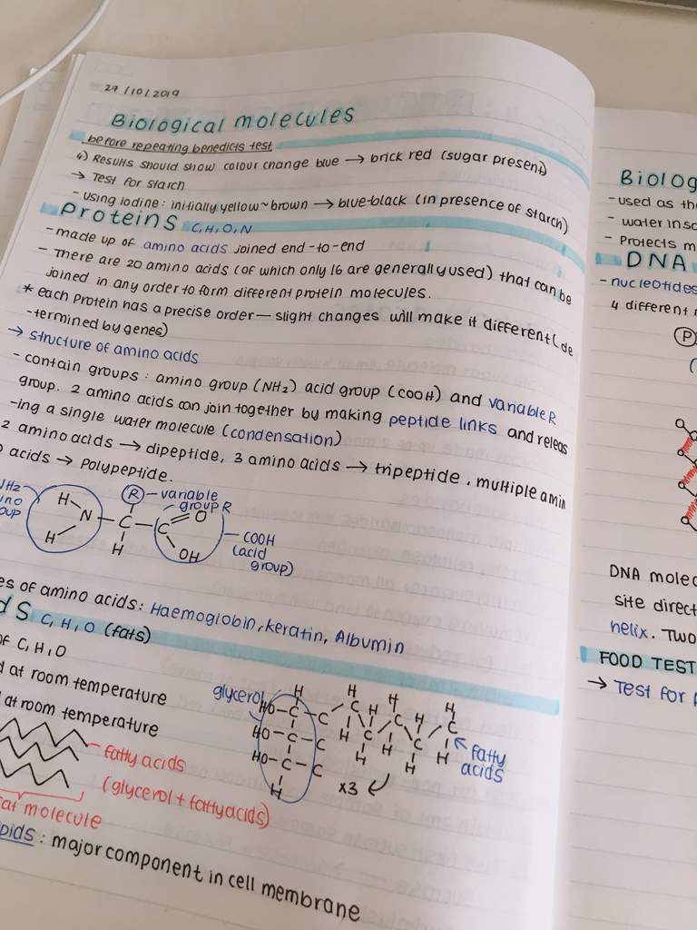 Biological Molecules — Notes 