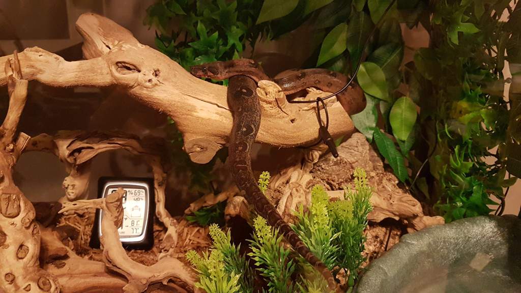 Belzebuth Wiki Reptiles Amino