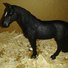 amino-Nightstar stable🐴🐴-d4f27990