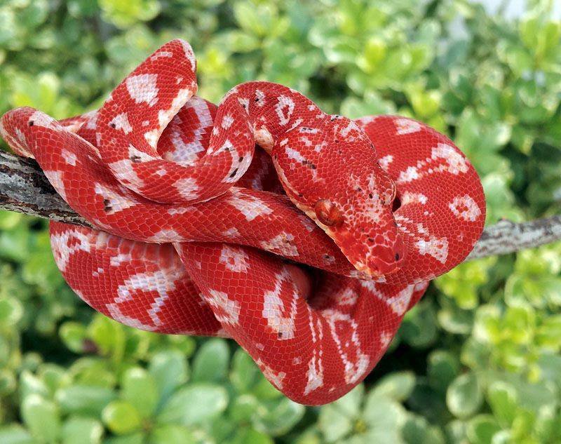 Amazon Tree Boa Wiki Reptiles Amino