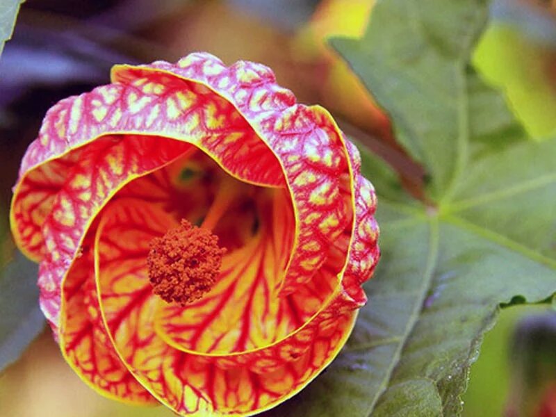 Абутилон | Wiki | Plants are friends [RUS]🌱 Amino