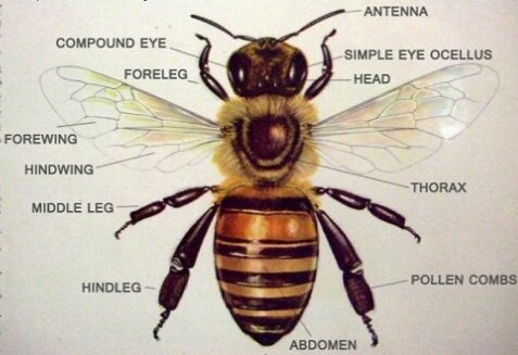 Bees- how they work | Science Amino