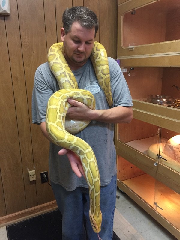 Things to Consider Before Getting a Burmese Python | Pets Amino