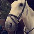 amino-♡AshleyTheEquestrian♡-36186cf0