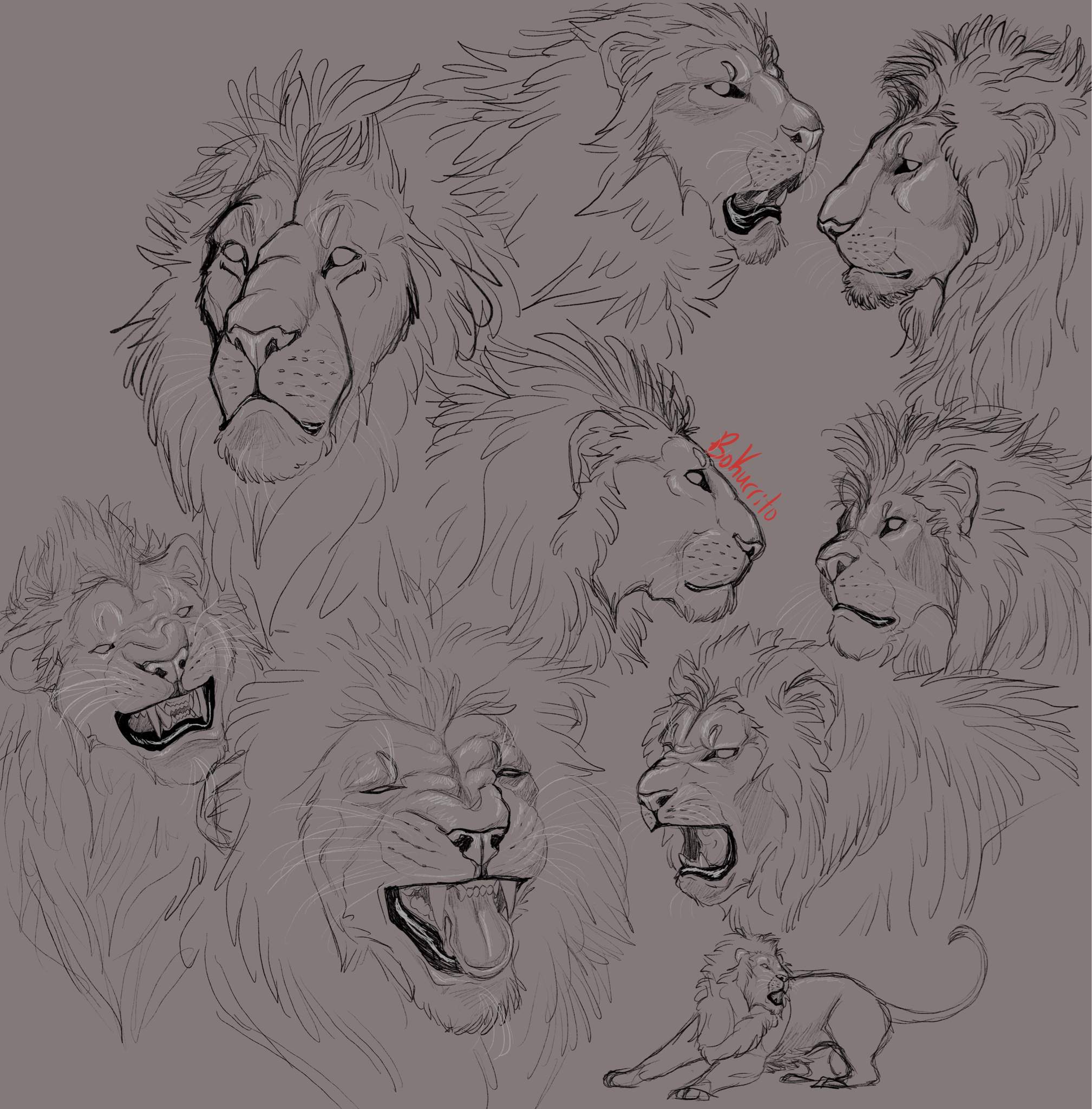 Lion sketches! | • Lion King Amino • Amino