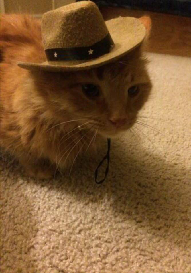 Cats In Cowboy Hats Dank Memes Amino