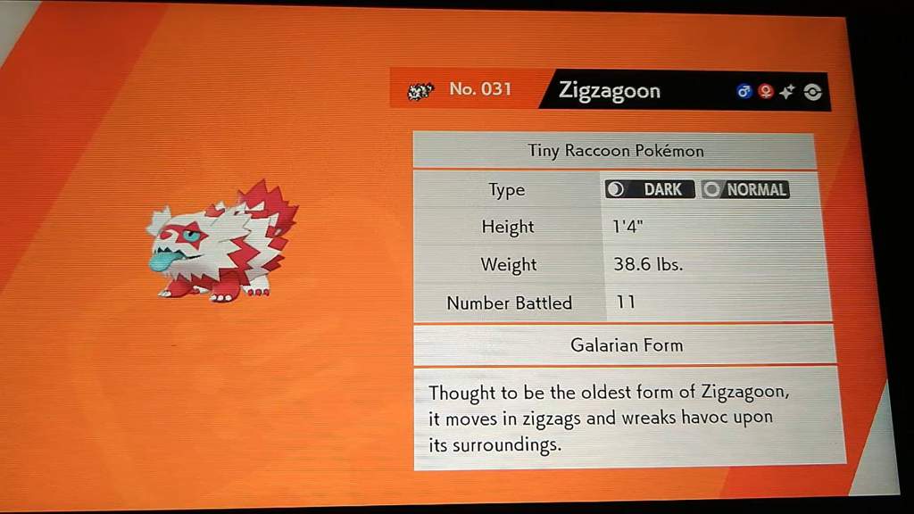 Full Odds Shiny Galarian Zigzagoon In Pokemon Shield Pokemon Amino