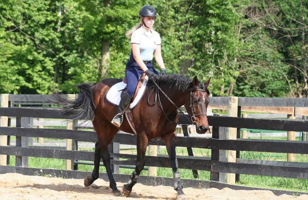 My Riding Story | Equestrian Amino