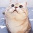 amino-ฅ⁠^⁠•⁠ﻌ⁠•⁠^⁠ฅMeowฅ⁠^⁠•⁠ﻌ⁠•⁠^⁠ฅ-bb63eb0e