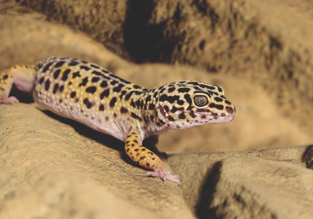 What is ENRICHMENT? | Wiki | Leopard Geckos Amino