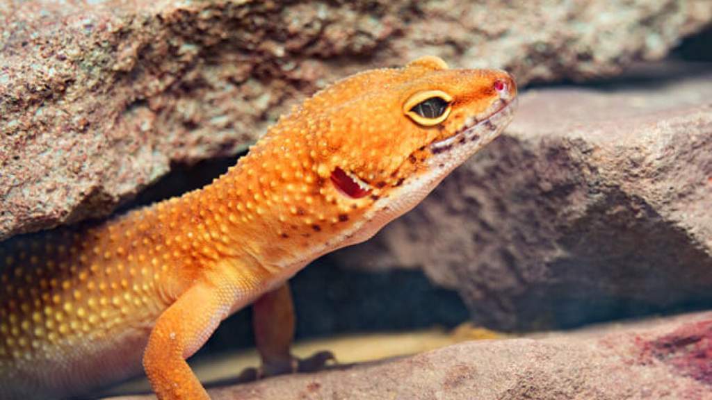 What is ENRICHMENT? Wiki Leopard Geckos Amino