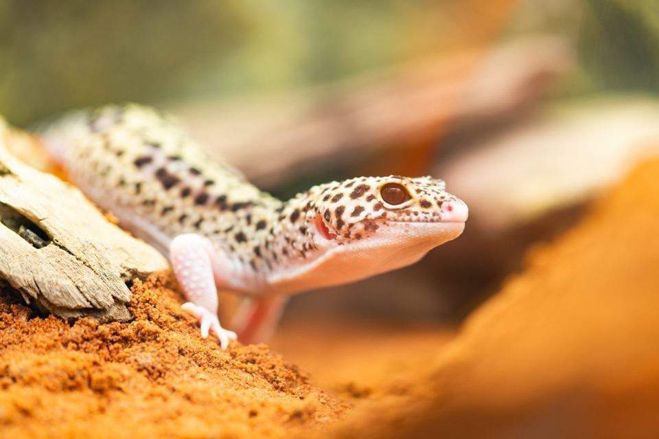 What is ENRICHMENT? | Wiki | Leopard Geckos Amino