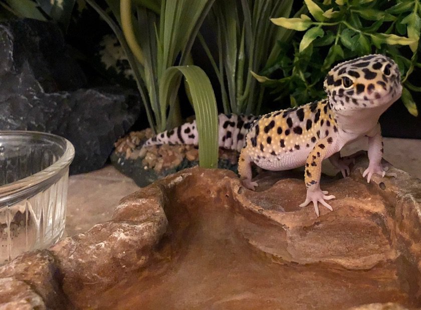 What is ENRICHMENT? Wiki Leopard Geckos Amino