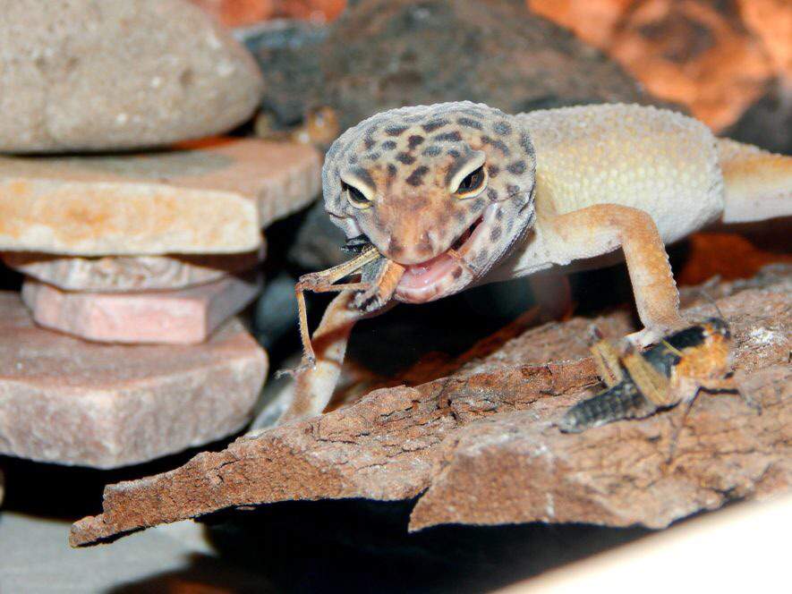 What is ENRICHMENT? Wiki Leopard Geckos Amino